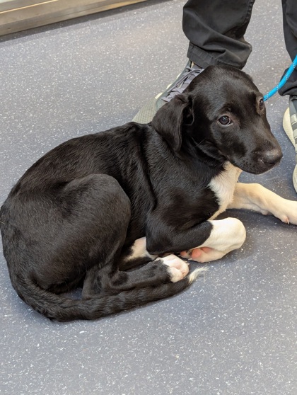 Shelter Stray Male Dog last seen , , TX, 330 Rufe Snow Dr, Keller, TX 76248, USA