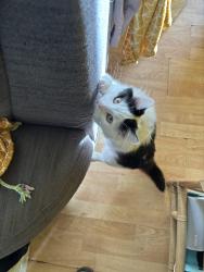 Lost Male Cat last seen Britania park , West Midlands, England B65 9LT