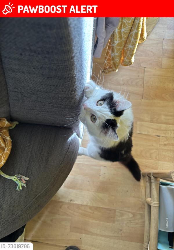 Lost Male Cat last seen Britania park , West Midlands, England B65 9LT