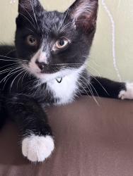 Found/Stray Male Cat last seen Boston road and Bay street, Springfield, MA 01109