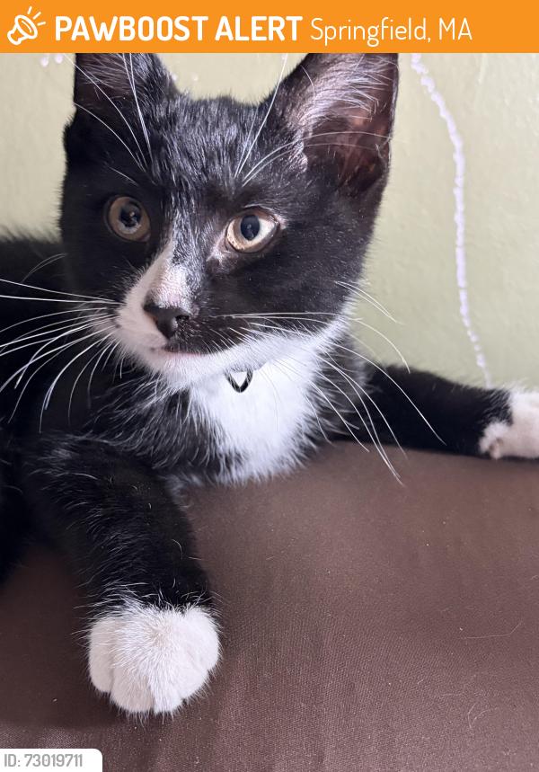 Found/Stray Male Cat last seen Boston road and Bay street, Springfield, MA 01109