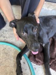 Found/Stray Female Dog last seen Must go coffee, Houston, TX 77014