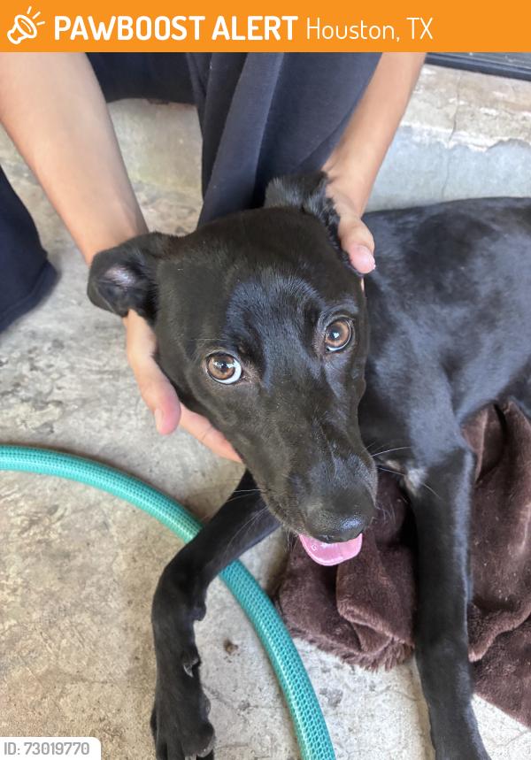 Found/Stray Female Dog last seen Must go coffee, Houston, TX 77014