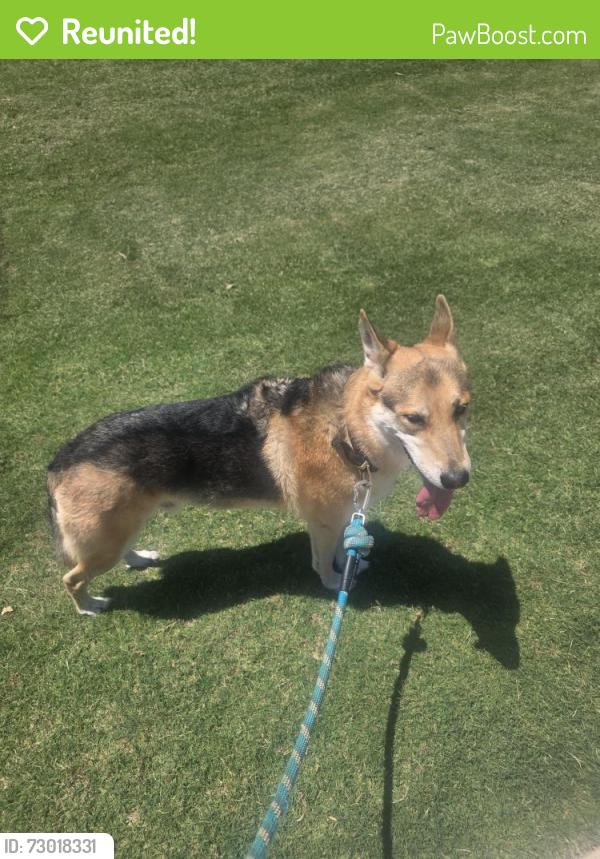 Reunited Male Dog last seen TW King, Southlake, TX 76092