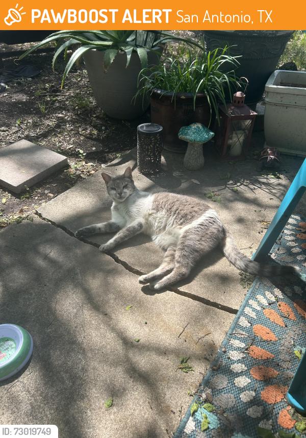 Found/Stray Female Cat last seen Woodbury near Nacogdoches, San Antonio, TX 78217