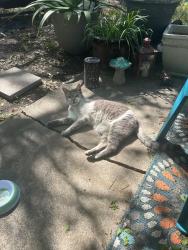 Found/Stray Female Cat last seen Woodbury near Nacogdoches, San Antonio, TX 78217