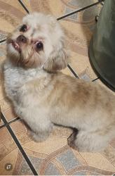 Lost Female Dog last seen Near S Wood st , Chicago, IL 60620