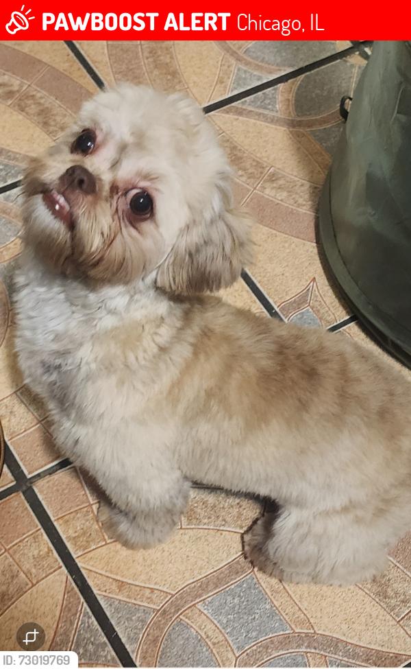 Lost Female Dog last seen Near S Wood st , Chicago, IL 60620