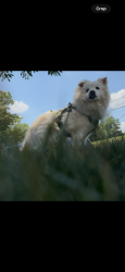 Lost Male Dog last seen B&j wholesale falls church, Falls Church, VA 22044