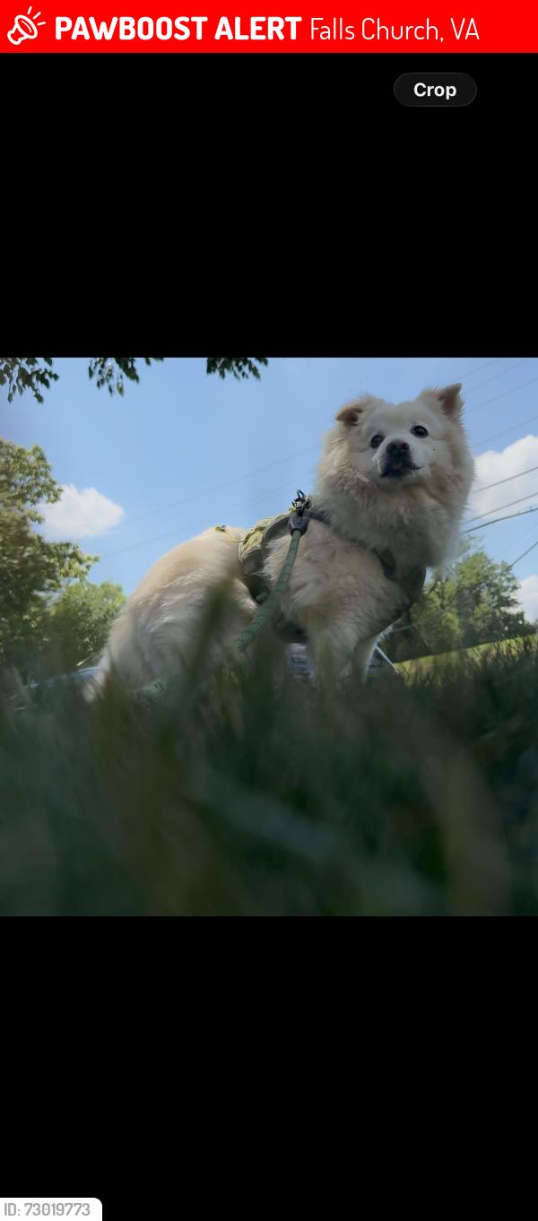 Lost Male Dog last seen B&j wholesale falls church, Falls Church, VA 22044