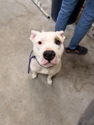 Shelter Stray Male Dog last seen I90 & Maple, SPOKANE, WA, 99201, 6815 E Trent Ave, Spokane, WA 99212, USA