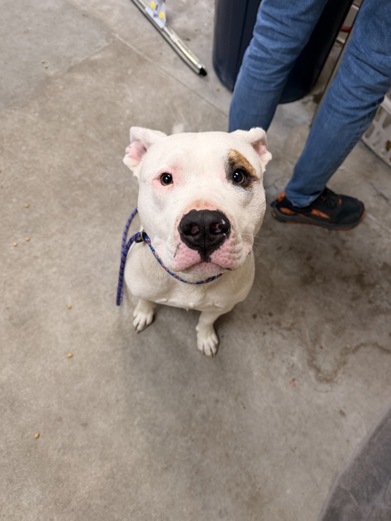 Shelter Stray Male Dog last seen I90 & Maple, SPOKANE, WA, 99201, 6815 E Trent Ave, Spokane, WA 99212, USA