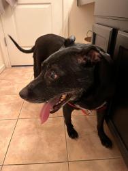 Reunited Female Dog last seen Guadalupe and crismon , Mesa, AZ 85209