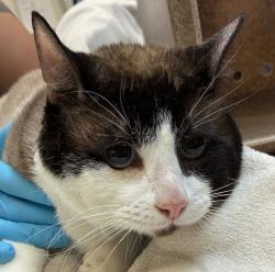 Shelter Stray Male Cat last seen 13th, OR, 1700 W Historic Columbia River Hwy, Troutdale, OR 97060, USA
