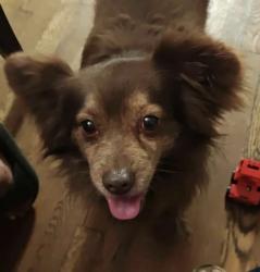 Lost Male Dog last seen Woodlawn lake park , San Antonio, TX 78201