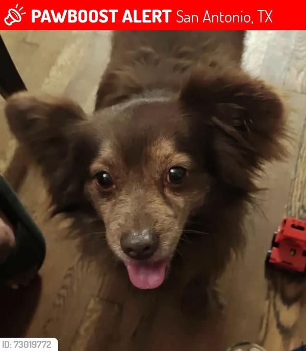 Lost Male Dog last seen Woodlawn lake park , San Antonio, TX 78201