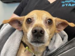 Shelter Stray Male Dog last seen Near Fairlawn Street, Santee, CA, 92071, El Cajon, CA 92020, USA