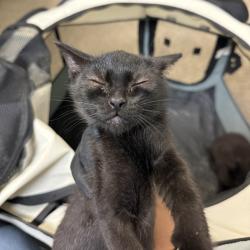 Shelter Stray Female Cat last seen Near Garnet Avenue, San Diego, CA, 92109, 5500 Gaines St, San Diego, CA 92110, USA