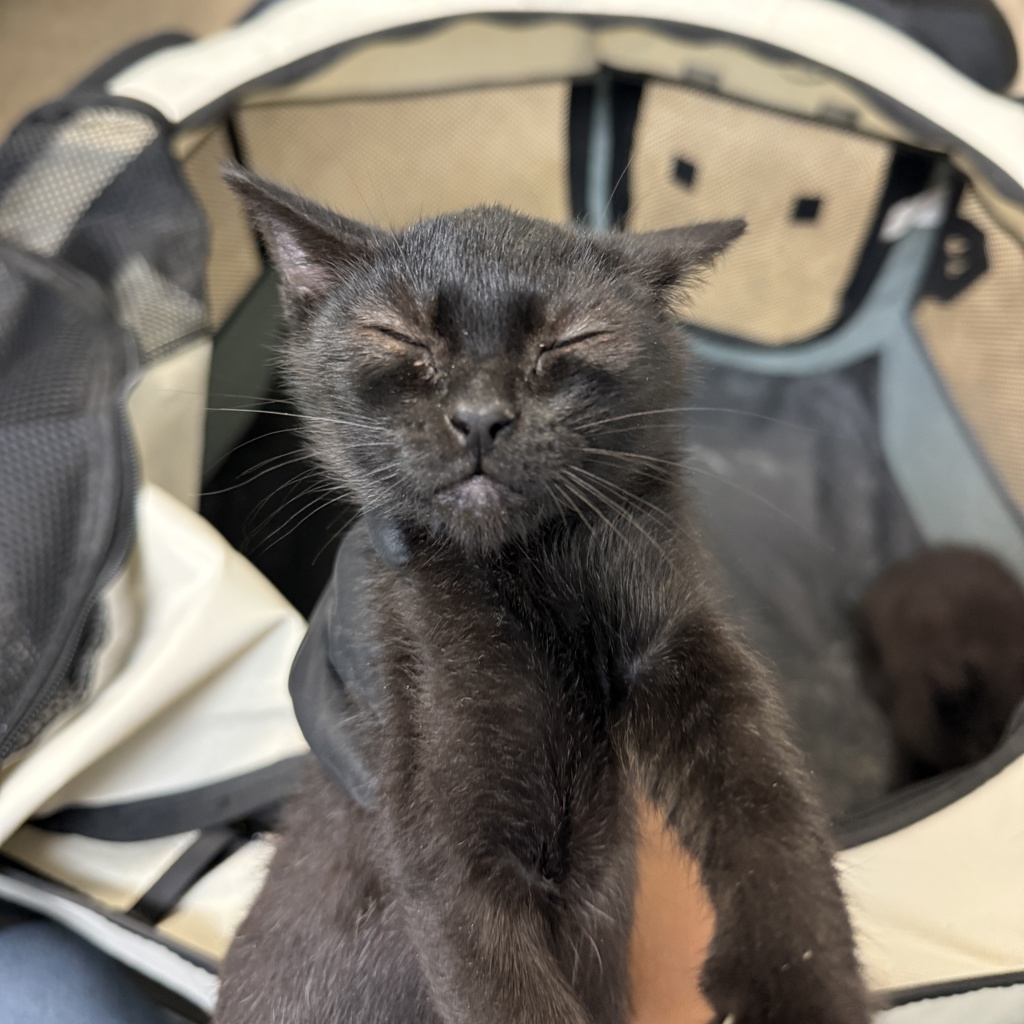 Shelter Stray Female Cat last seen Near Garnet Avenue, San Diego, CA, 92109, 5500 Gaines St, San Diego, CA 92110, USA