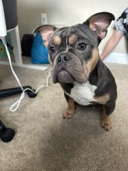 Lost Female Dog last seen Poindexter/Bainbridge, Chesapeake, VA 23324
