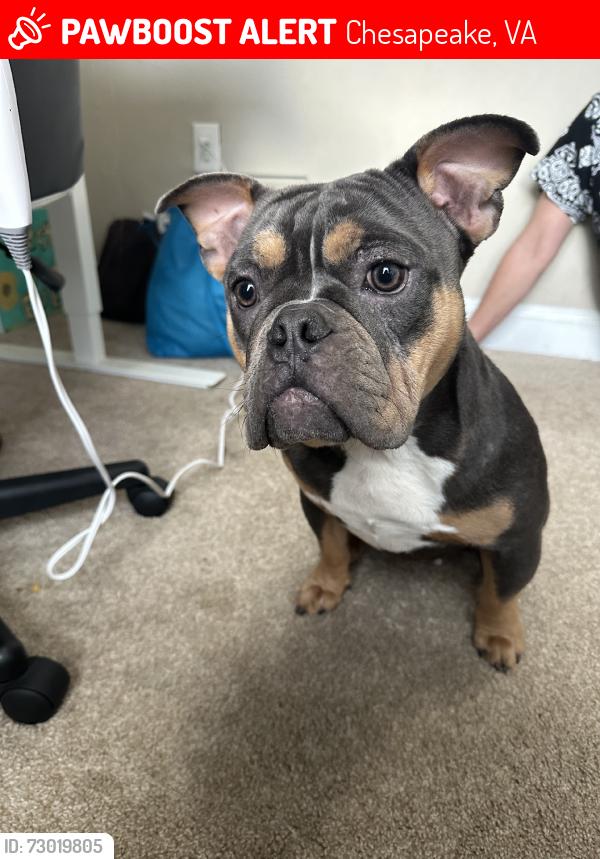 Lost Female Dog last seen Poindexter/Bainbridge, Chesapeake, VA 23324