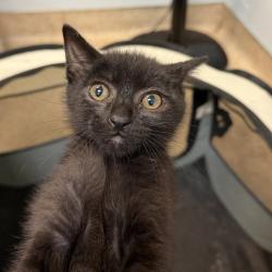 Shelter Stray Male Cat last seen Near Garnet Avenue, San Diego, CA, 92109, 5500 Gaines St, San Diego, CA 92110, USA