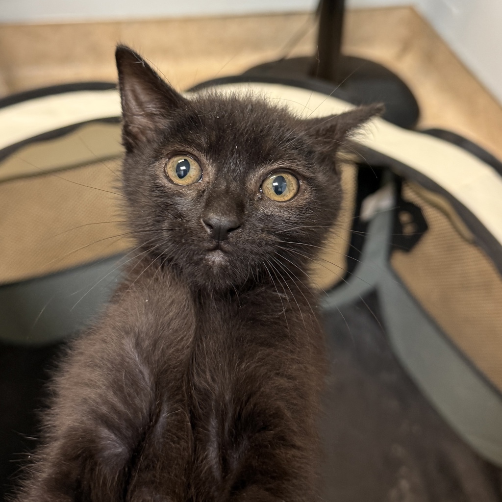 Shelter Stray Male Cat last seen Near Garnet Avenue, San Diego, CA, 92109, 5500 Gaines St, San Diego, CA 92110, USA