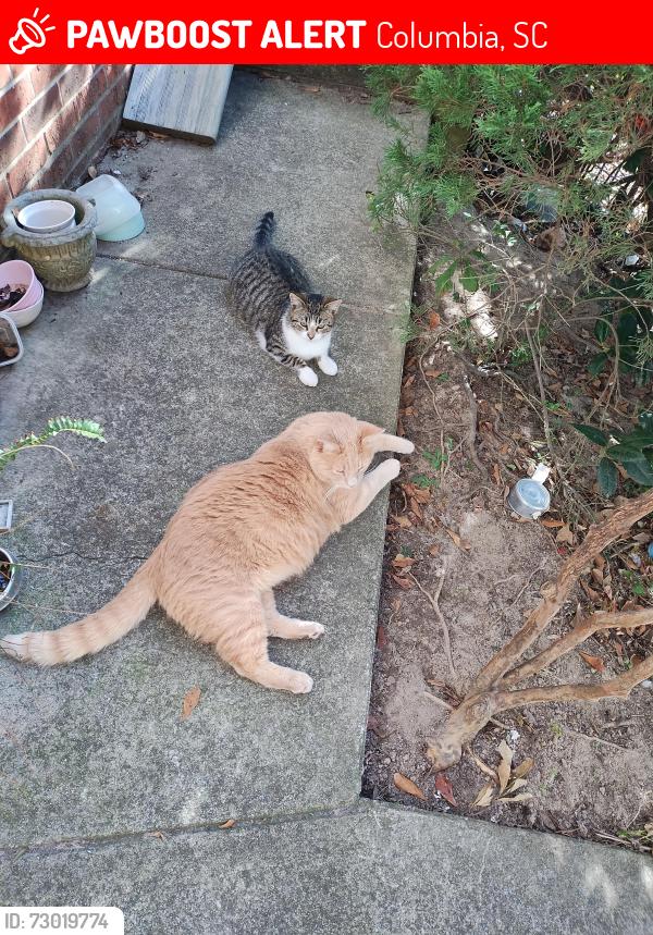 Lost Female Cat last seen Leesburg Rd, Columbia, SC 29209