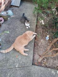 Lost Female Cat last seen Leesburg Rd, Columbia, SC 29209