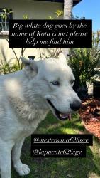 Lost Male Dog last seen Nelson and Ardilla/ Nelson and puente , La Puente, CA 91746