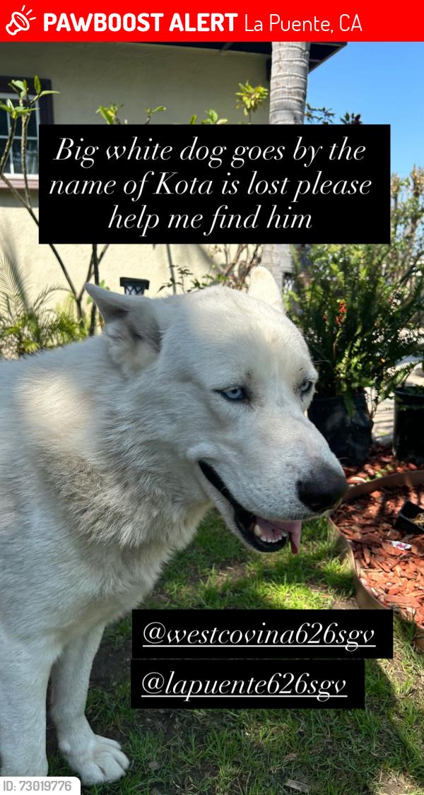 Lost Male Dog last seen Nelson and Ardilla/ Nelson and puente , La Puente, CA 91746