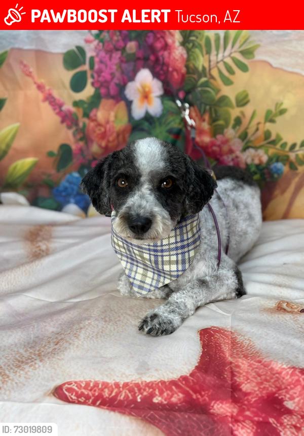 Lost Male Dog last seen Midval/irvingron, Tucson, AZ 85705