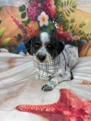 Lost Male Dog last seen Midval/irvingron, Tucson, AZ 85705