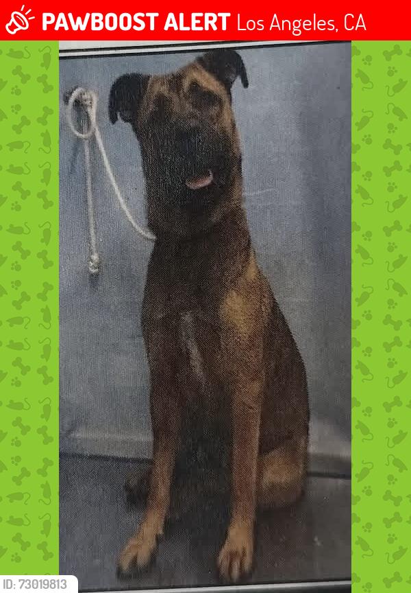 Lost Male Dog last seen Normandie Ave & Torrance Blvd, Los Angeles, CA 90501