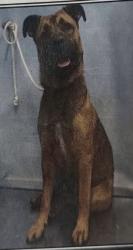 Lost Male Dog last seen Normandie Ave & Torrance Blvd, Los Angeles, CA 90501