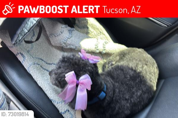Lost Female Dog last seen Irvington/midvale, Tucson, AZ 85705