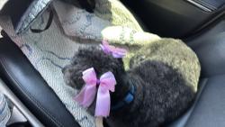 Lost Female Dog last seen Irvington/midvale, Tucson, AZ 85705