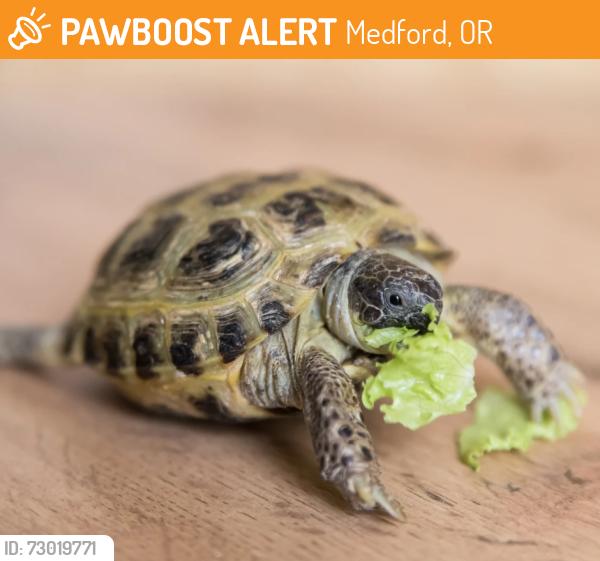 Found/Stray Unknown Reptile last seen Maslow project, Medford, OR 97501