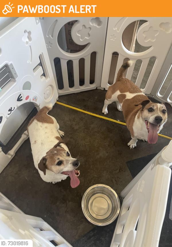 Found/Stray Female Dog last seen Stetson hills and Tutt, Colorado Springs, CO 80922
