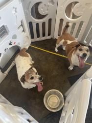Found/Stray Female Dog last seen Stetson hills and Tutt, Colorado Springs, CO 80922