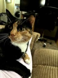 Reunited Female Cat last seen Vine st and 322nd st, Willowick, OH 44095