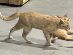 Found/Stray Unknown Cat last seen Near IN Horseshoe Casino, Fairland, IN 46126