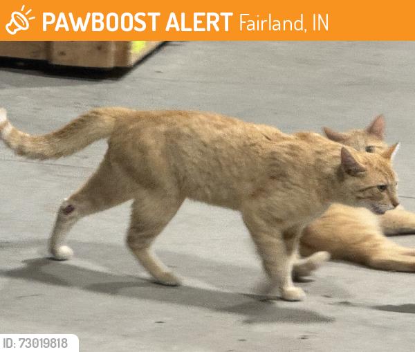 Found/Stray Unknown Cat last seen Near IN Horseshoe Casino, Fairland, IN 46126