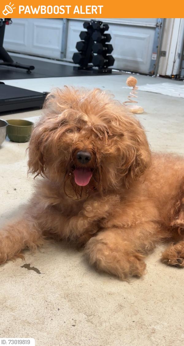 Found/Stray Male Dog last seen Ashley Phosphate rd, North Charleston, SC 29404