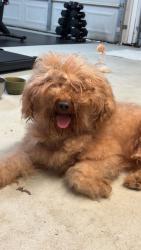 Found/Stray Male Dog last seen Ashley Phosphate rd, North Charleston, SC 29404