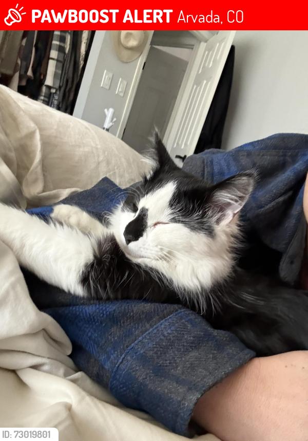 Lost Male Cat last seen West 68th Ave and Beech Ct, Arvada, CO 80004