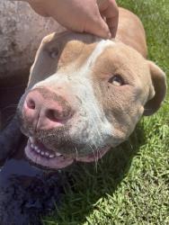 Reunited Male Dog last seen Near Valley Blvd, Pomona, CA 91768, USA, Pomona, CA 91768