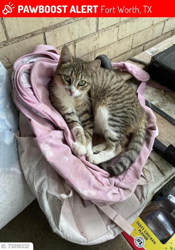 Lost Female Cat last seen Conroy St,, Fort Worth, TX 76134