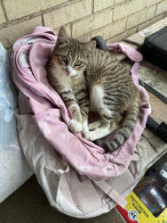 Lost Female Cat last seen Conroy St,, Fort Worth, TX 76134