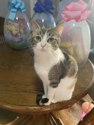 Lost Female Cat last seen 34th, Minneapolis, MN 55412
